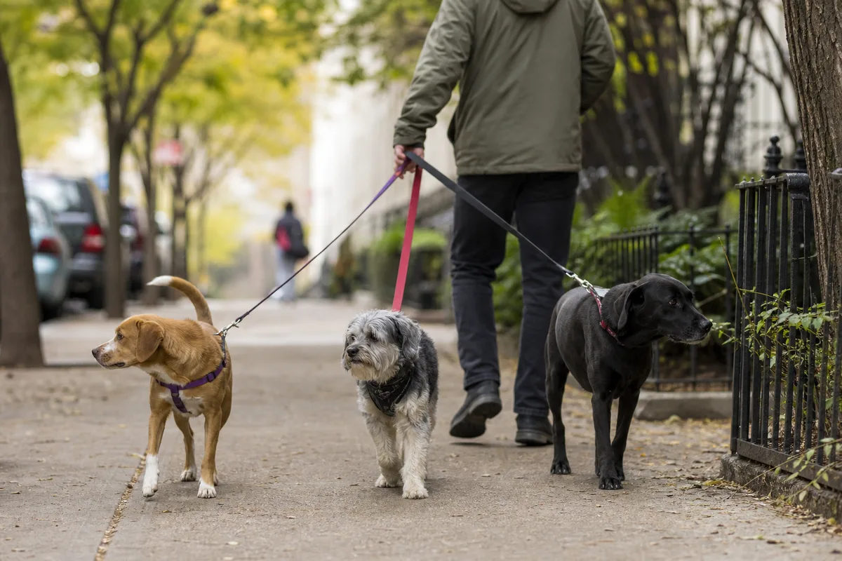 Promeneur professionnel tenant trois chiens en laisse sur un trottoir urbain arboré